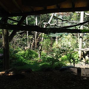 Black-and-white ruffed lemur exhibit