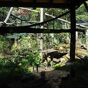 Black-and-white ruffed lemur exhibit