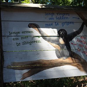 Siamang sign
