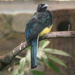 Northern White-Tailed Trogon