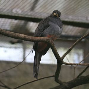 Black-Tailed Trogon