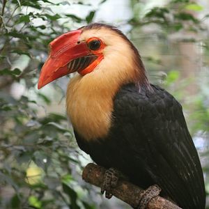 Mindanao Wrinkled Hornbill