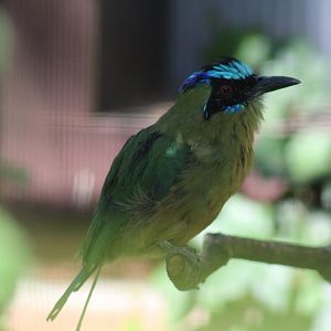 "Blue-Crowned Motmot"