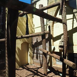 Sunda pig-tailed macaque exhibit
