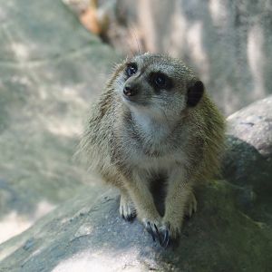Meerkat (Suricata suricatta)