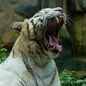 White tiger
