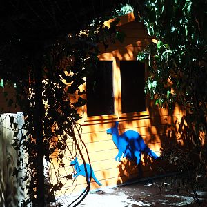 Tammar wallaby barn viewing windows