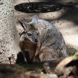 Tammar wallaby (Macropus eugenii)