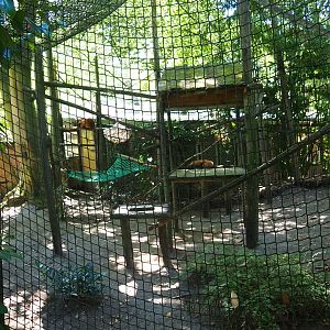 Red-ruffed lemur exhibit