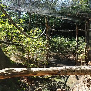 Red-ruffed lemur exhibit