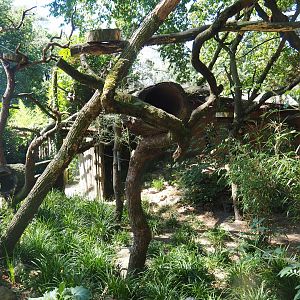 Red panda exhibit