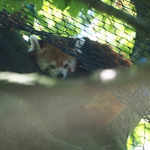 Red panda (Ailurus fulgens)