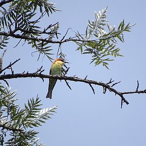 Chestnut-headed bee-eater
