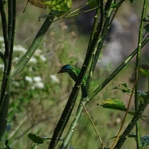 Yellow-Fronted Barbet