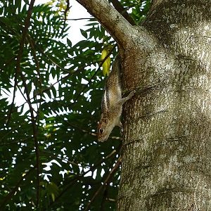 Palm squirrel