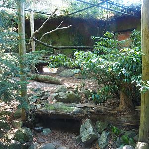 Geoffroy's cat exhibit 1