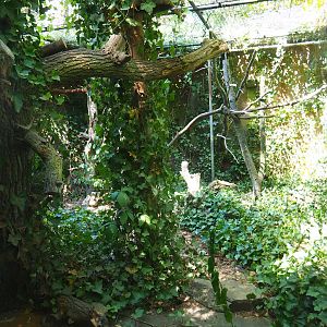 Geoffroy's cat exhibit 2