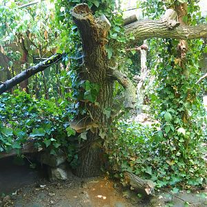 Geoffroy's cat exhibit 2