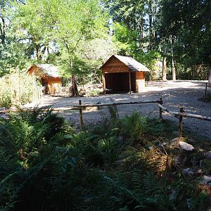 Scimitar-horned oryx exhibit