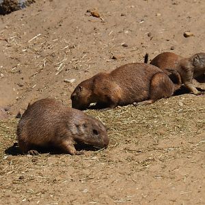 Black-tailed prairie dogs (Cynomys ludovicianus)