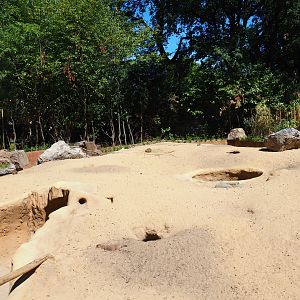Black-tailed prairie dog exhibit