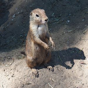 Black-tailed prairie dog (Cynomys ludovicianus)