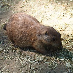 Black-tailed prairie dogs(Cynomys ludovicianus)