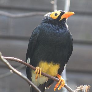 Yellow-Faced Mynah