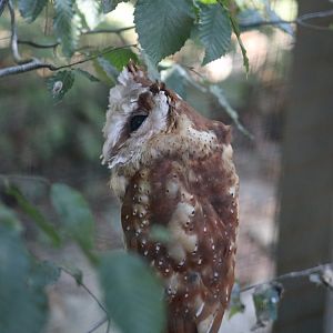 Sunda Bay Owl