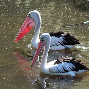 Australian Pelicans