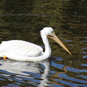 American White Pelican