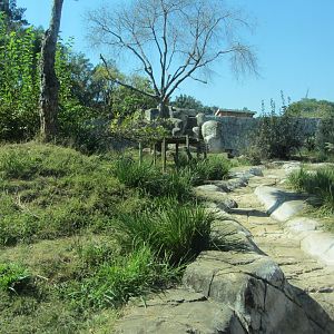 Western Lowland Gorilla Exhibit
