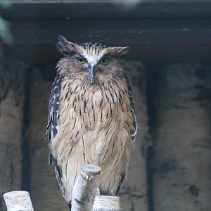 Sunda Buffy Fish-Owl