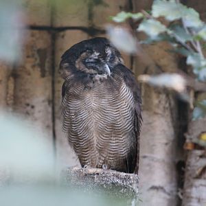 Bartel's Wood-Owl