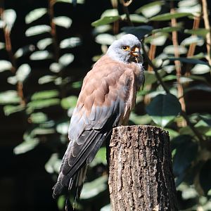 Lesser Kestrel