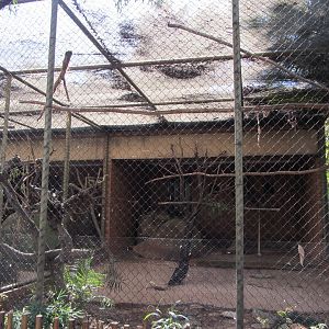 Little Corella Aviary