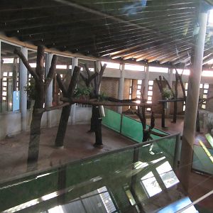 Indoor Queensland Koala Exhibits