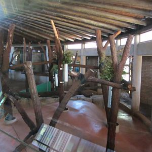 Indoor Queensland Koala Exhibits