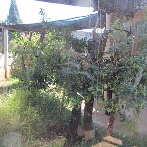 Outdoor Queensland Koala Exhibit