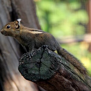 Swinhoe's striped squirrel (Tamiops swinhoei)