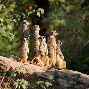 meerkats (Suricatta suricatta)