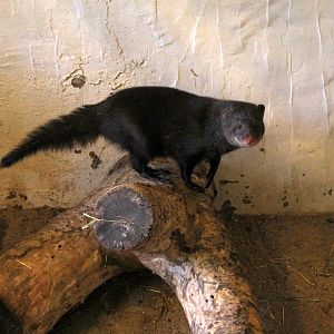 marsh mongoose or water mongoose (Atilax paludinosus)
