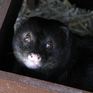marsh mongoose or water mongoose (Atilax paludinosus)