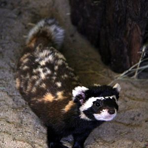 marbled polecat (Vormela peregusna)