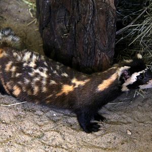 marbled polecat (Vormela peregusna)