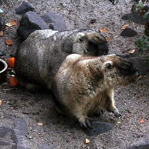 bobak marmots (Marmota bobak)