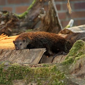 common kusimanse (Crossarchus obscurus)