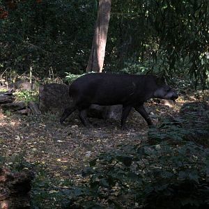 South American tapir (Tapirus terrestris)
