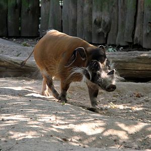 red river hog (Potamochoerus porcus)