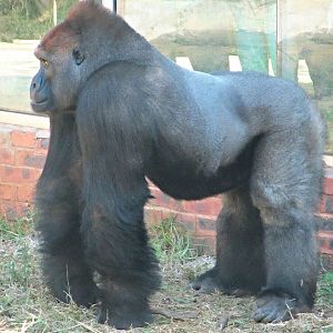 Western Lowland Gorilla